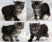 Очаровательные котята - котики Курильского бобтейла серебристого окраса