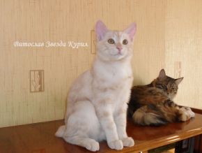 Оочень ласковый (ручной) короткошерстный котенок - котик Курильского бобтейла